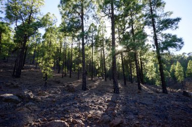 Güneş ışığında orman Gran Canaria ada, İspanya