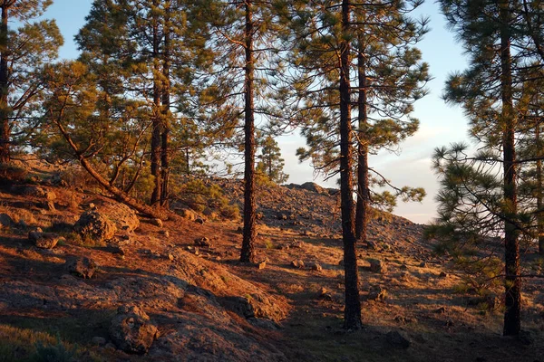 Pinhais Pôr Sol — Fotografia de Stock