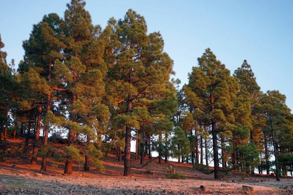 Sunset Pine Tree Forest Gran Canaria Island Spain — Stock Photo, Image