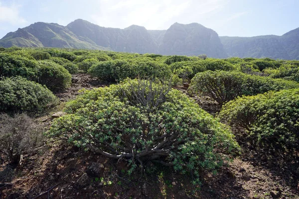 西班牙大加那利岛山坡上的绿色灌木 — 图库照片