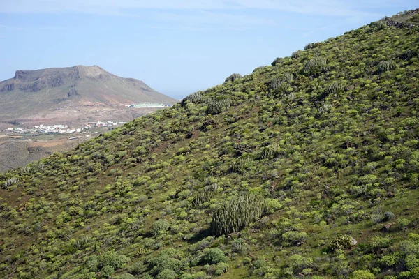 Cactus Sul Pendio Gran Canaria Spagna — Foto Stock