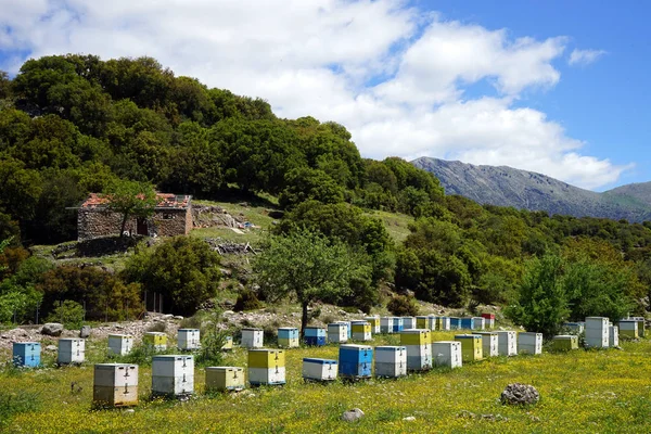 Bienenhaus und Bienenstöcke — Stockfoto