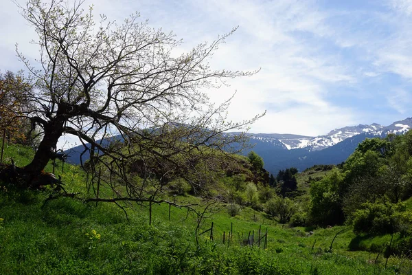 Albero e montagna — Foto Stock