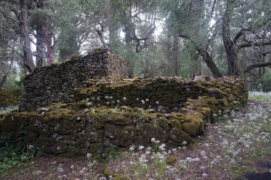 Harabeler ve kır çiçekleri
