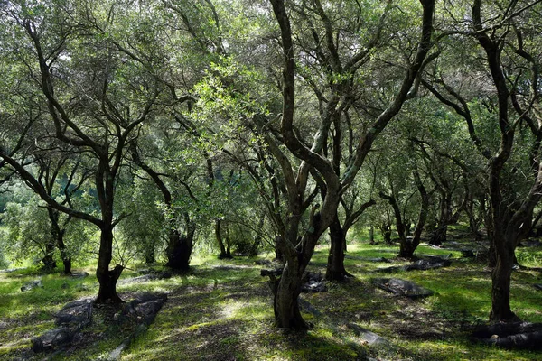 オリーブの木立 — ストック写真