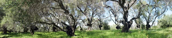 Panorama van grove — Stockfoto