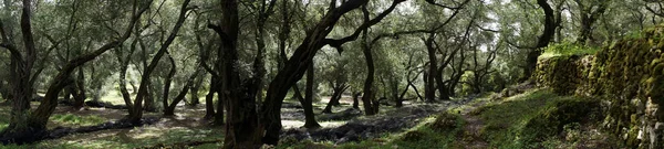 Zeytin ağacı koru — Stok fotoğraf