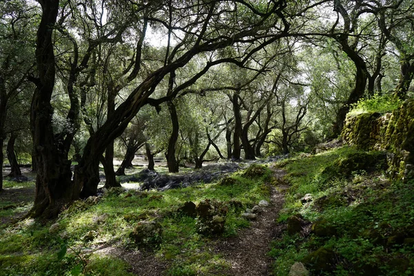 Sendero bajo olivos — Foto de Stock