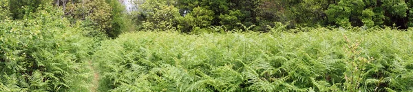 Grüner Farn — Stockfoto