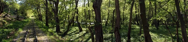 Chemin de fer dans la forêt — Photo