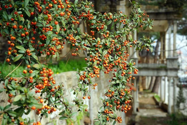 Sea buckthorn — Stock Photo, Image