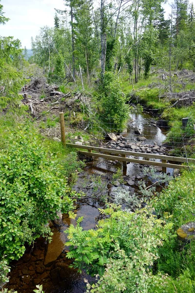 Rivier in het bos — Stockfoto