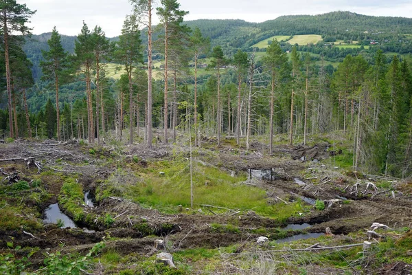 Deforestation — Stock Photo, Image