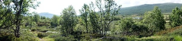 Panorama van bos — Stockfoto