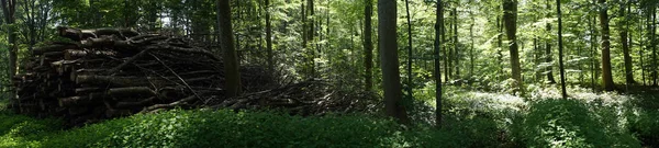 Firewood na floresta — Fotografia de Stock