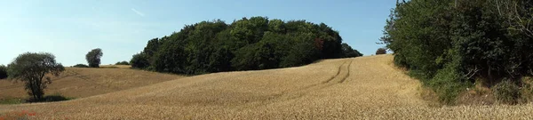 Ladang gandum — Stok Foto