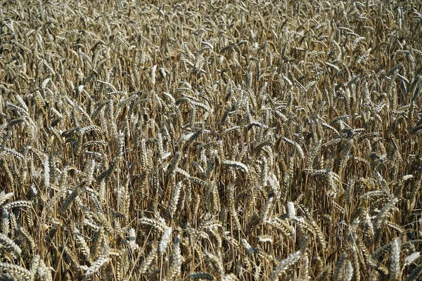 Wheat field — Stock Photo, Image