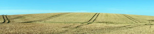 Panorama of field — Stock Photo, Image