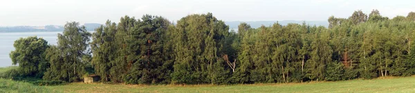 Panorama över skogen — Stockfoto