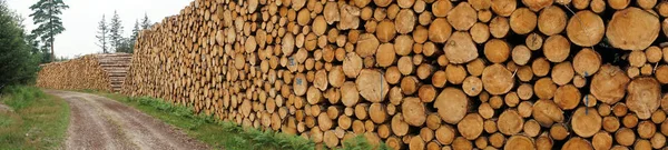 Heap of logs — Stock Photo, Image