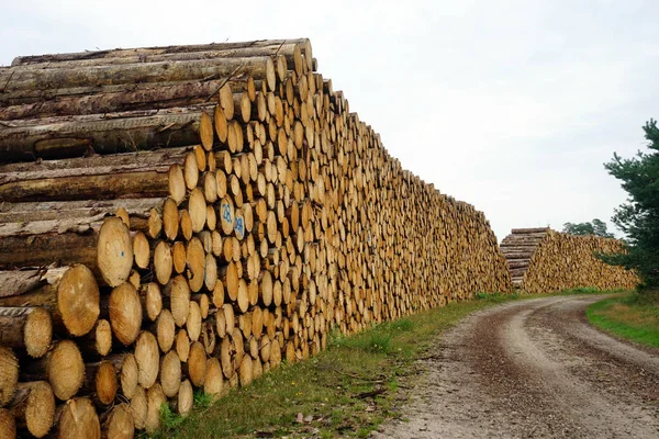 Haufen Baumstämme — Stockfoto