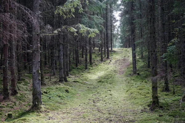 Spåra i skogen — Stockfoto