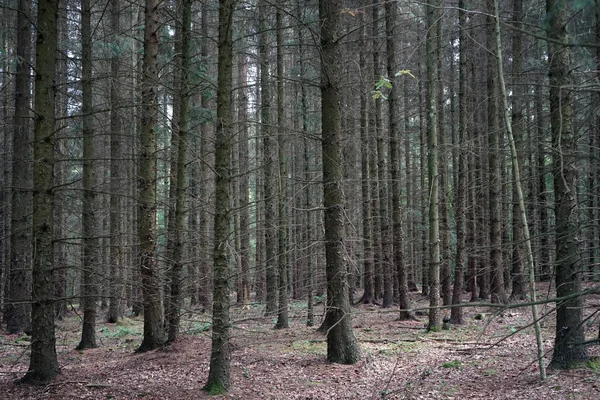 Forêt d'épinette — Photo