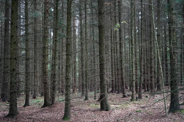 Floresta de Abeto — Fotografia de Stock