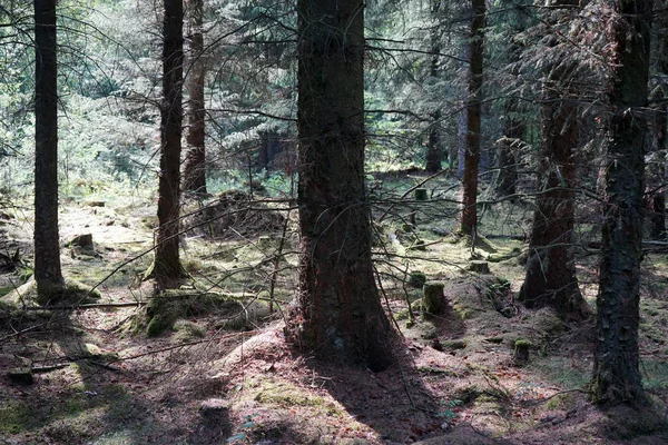 Forêt d'épinette — Photo