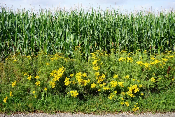 Campo de maíz —  Fotos de Stock