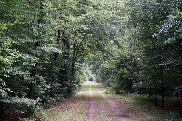 Pista en el bosque — Foto de Stock