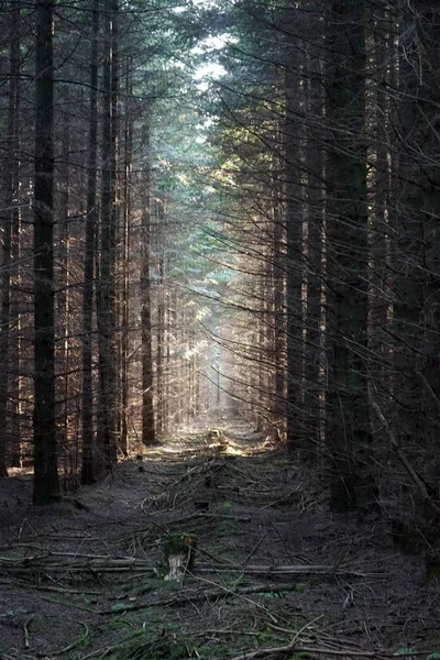 En el bosque — Foto de Stock