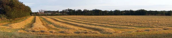 Feno no campo — Fotografia de Stock