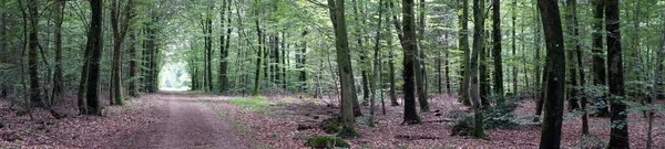 Straße im Wald Stockbild