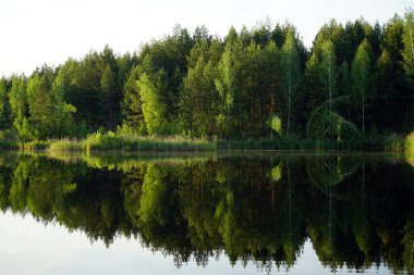 Moskova bölgesinde orman gölü ve ağaçlar, Rusya