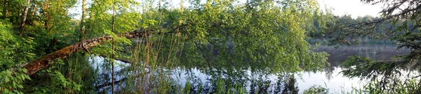 Panorama Lago Florestal Com Árvore Caída — Fotografia de Stock