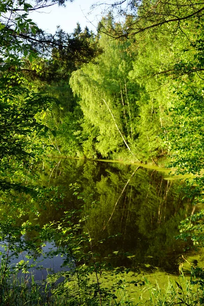 Πράσινα Δέντρα Στη Λίμνη Στο Δάσος — Φωτογραφία Αρχείου