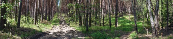 Panorama Des Fußweges Wald Gebiet Moskau Russland — Stockfoto