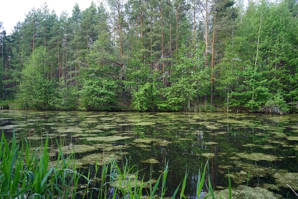 Stromy Jezeře Moskevské Oblasti Rusko — Stock fotografie