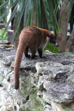 Güney Amerika koati Nasua ağaç dalında