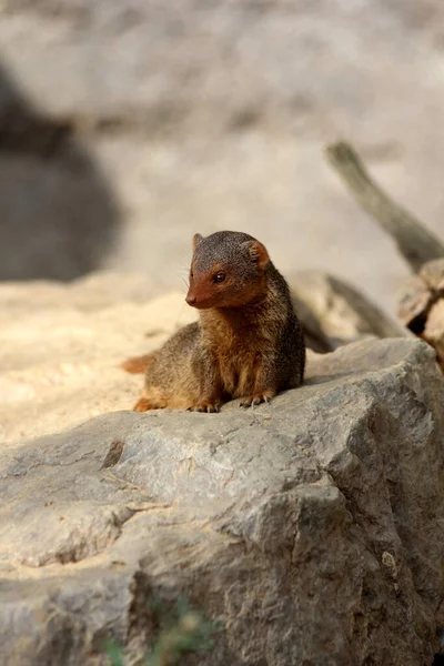 Common Dwarf Mongoose Helogale Parvula — Stock Photo, Image