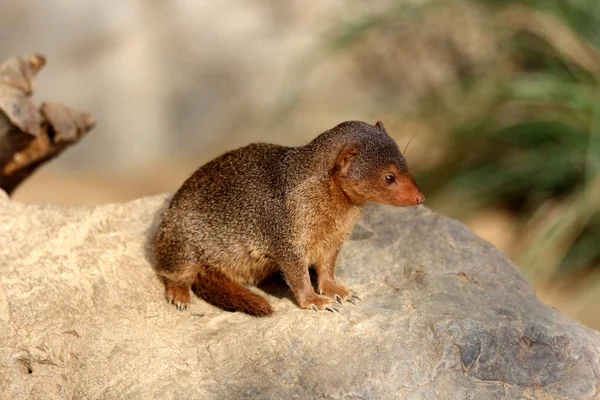 Common Dwarf Mongoose Helogale Parvula — Stock Photo, Image