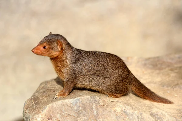 Common Dwarf Mongoose Helogale Parvula — Stock Photo, Image