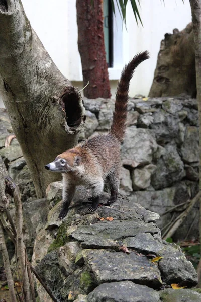 South American Coati Nasua Tree Branch — Stock Photo, Image