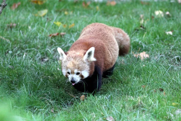 Κόκκινο Πάντα Ailurus Fulgens Που Ονομάζεται Επίσης Μικρότερο Πάντα — Φωτογραφία Αρχείου