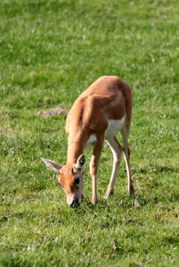 Blackbuck veya Antilope cervicapra, Hint antilobu olarak da bilinir.