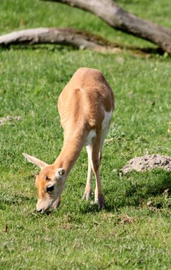 Blackbuck veya Antilope cervicapra, Hint antilobu olarak da bilinir.