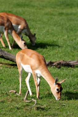 Blackbuck veya Antilope cervicapra, Hint antilobu olarak da bilinir.