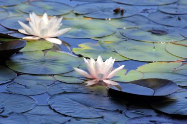Arkaplan olarak güzel nilüferler göleti