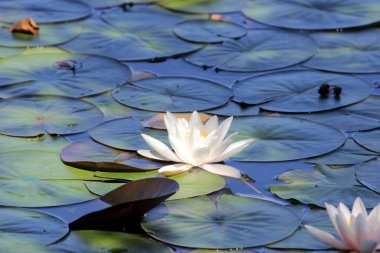 Arkaplan olarak güzel nilüferler göleti